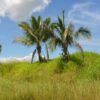 Couva Agricultural Land, 2 Acres1 (2)